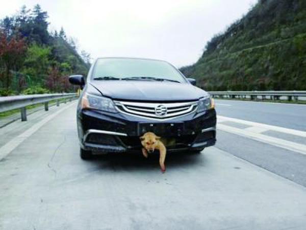 @婁底新聞網：一條狗在高速公路上被時速過百的汽車撞到后，生還的幾率能大過萬分之一嗎？